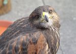 Vögel aus der Greifvogelstation Hellenthal fliegen auf dem Schokoladenmuseum Bilder Greifvoegel
