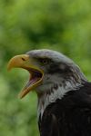Flugschau der Greifvogelstation Hellenthal 2010 Bild Weißkopf Seeadler
