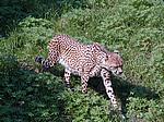 Bilder aus dem Kölner Zoo im Jahr 2005 Koelner Zoo 2005