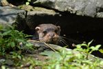 Ein Besuch im Wildpark Reuschenberg 2010 Bild Fischotter
