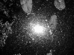 Bilder in Schwarz-Weiss Schwarz-Weiss