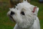 Terrierschau in Viersen-Süchteln Bild Terrier