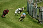 Int. Windhunderennen Beller Maar Bild Windhunde