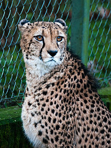 Gepard