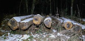 Holzstapel vor einem Winterwald