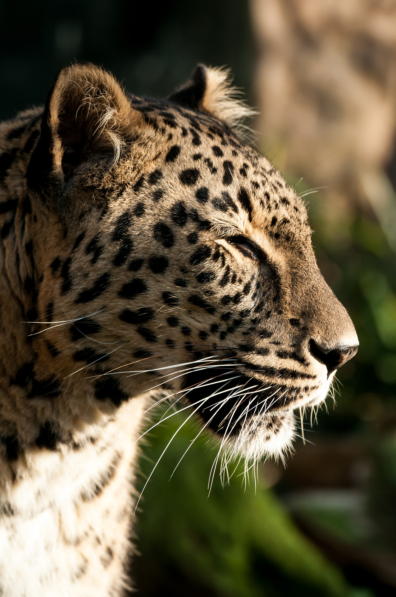 Bild des Kopf eines Leoparden im Kölner Zoo
