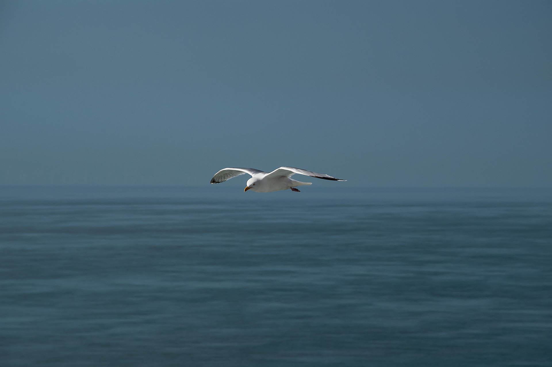 Möwe im Flug über dem Ärmelkanal