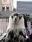 Bild Adler